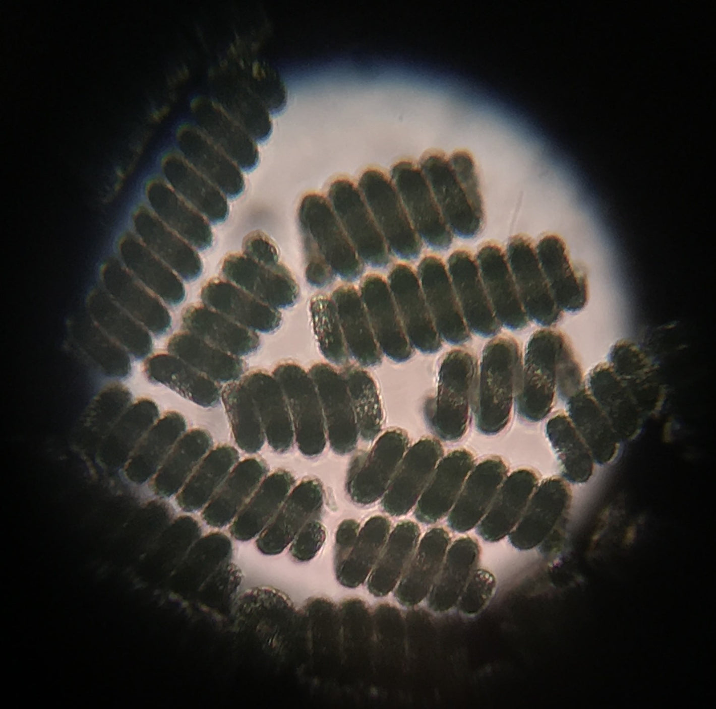 Spiruline vue au microscope (x100)